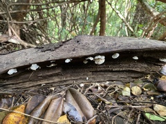 Marasmiellus eberhardtii