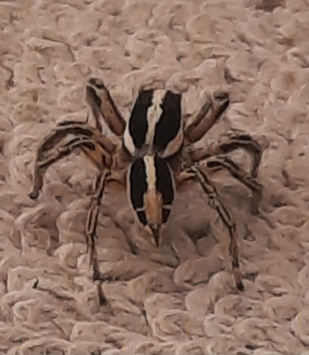 Pantropical Jumping Spider