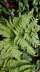 Dryopteris formosana