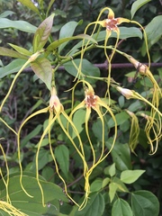 Strophanthus divaricatus