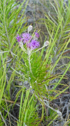 Vernonia lindheimeri, photograph 4