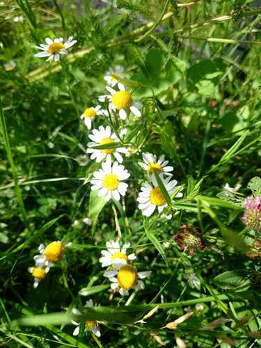 scentless mayweed