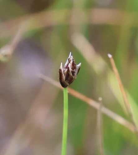 Eleocharis quinqueflora, photograph 6