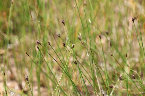 Eleocharis quinqueflora, photograph 5
