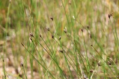 (c) Andrejus Gaidamavičius, some rights reserved (CC BY) Eleocharis quinqueflora, photograph (c) Andrejus Gaidamavičius, some rights reserved (CC BY)