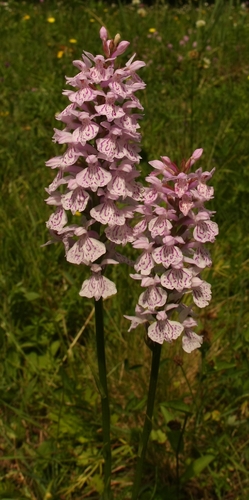 Heath spotted orchid (Dactylorhiza maculata)