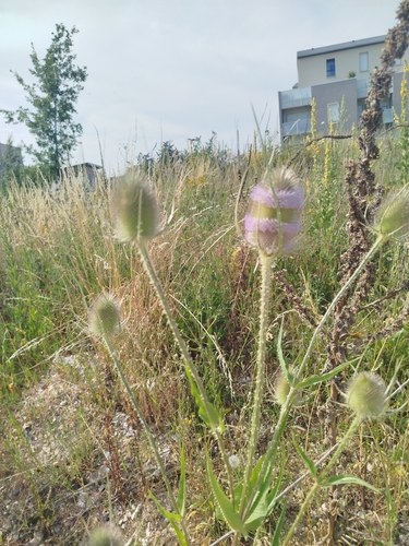 wild teasel