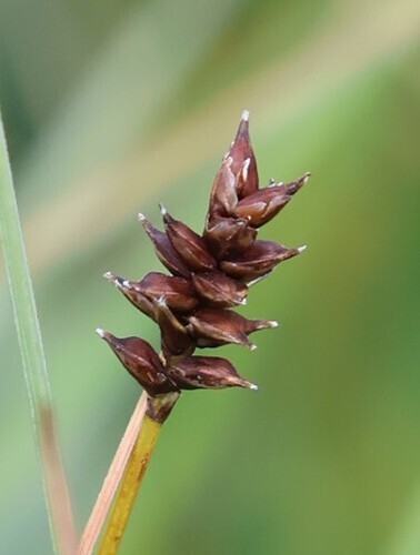 Carex dioica, photograph 2