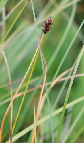 Carex dioica, photograph 3