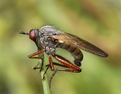 Empis spectabilis