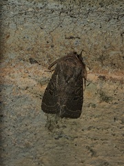 Protorthodes melanopis