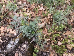 Lomatium observatorium