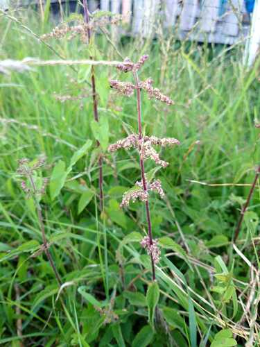 great stinging nettle
