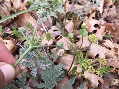 Lomatium observatorium