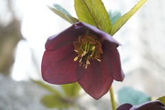Helleborus orientalis