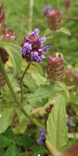 common selfheal