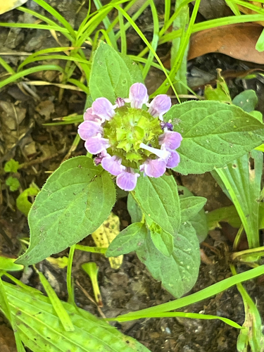 common selfheal