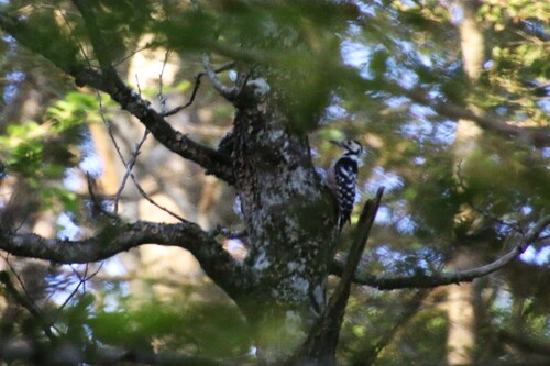 Lilford's White-backed Woodpecker