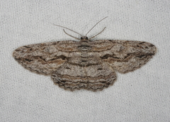 Scioglyptis chionomera