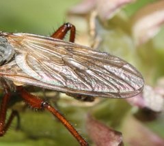 Empis spectabilis