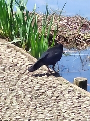 Corvus macrorhynchos
