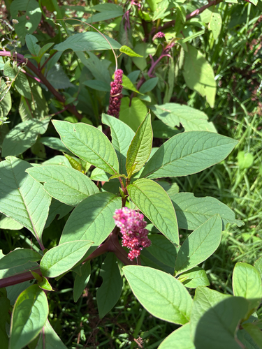 Phytolacca rugosa, photograph 4