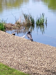 Corvus macrorhynchos