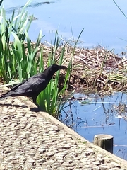 Corvus macrorhynchos