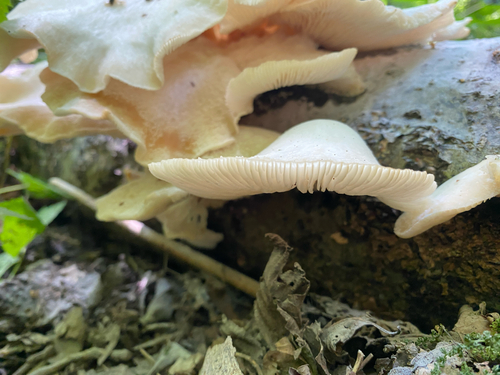 pale oyster