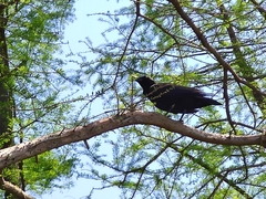 Corvus macrorhynchos