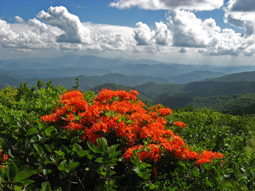 Rhododendron calendulaceum, photographed by an iNaturalist contributor