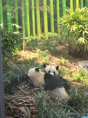 Ailuropoda melanoleuca