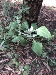 Chenopodium parabolicum