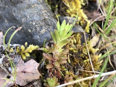 Sedum radiatum radiatum
