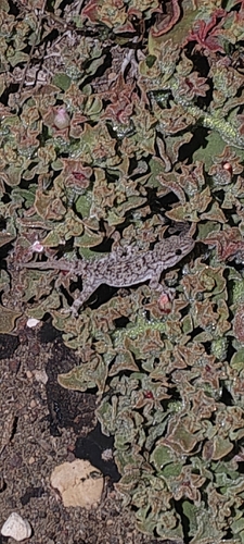 Moorish Gecko