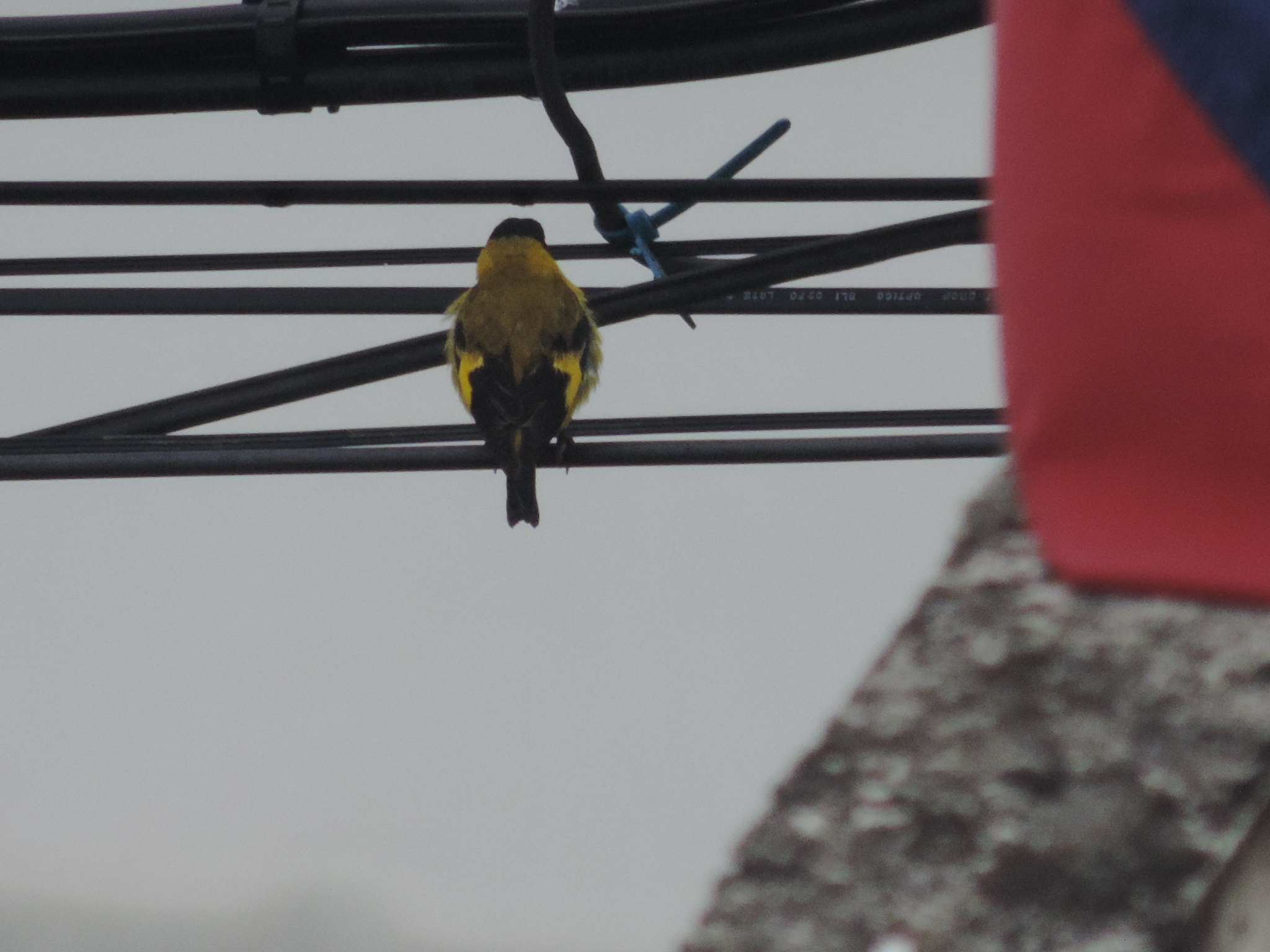Fringillidae image