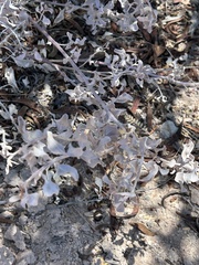 Atriplex barclayana