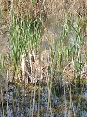 Poaceae
