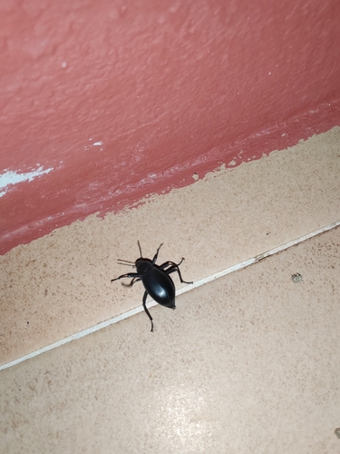 Lithoblaps gigas