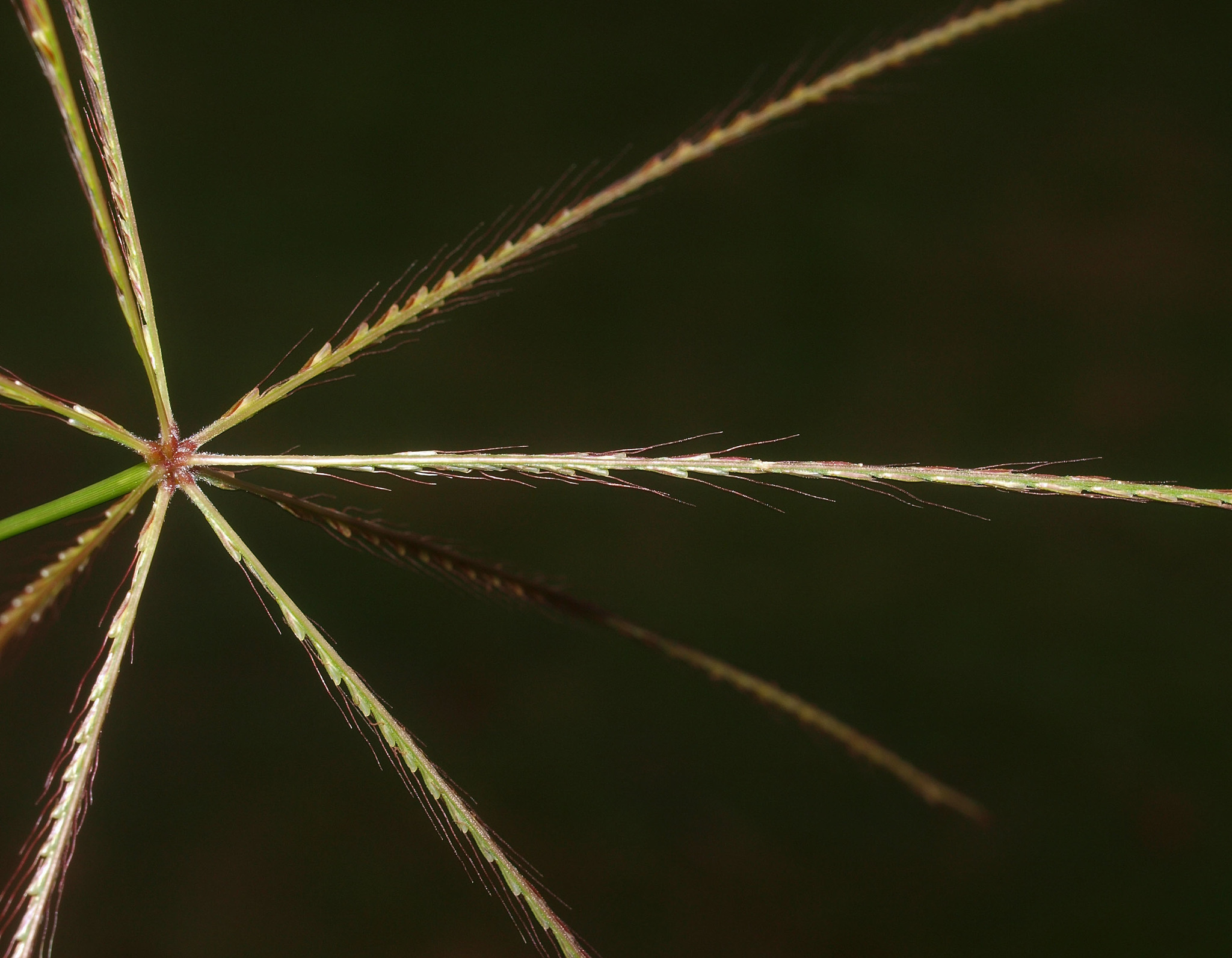 Chloris truncata