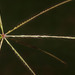Black Windmill Grass - Photo (c) Mike Lusk, some rights reserved (CC BY-NC), uploaded by Mike Lusk