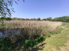 Poaceae