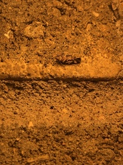 Aristotelia elegantella