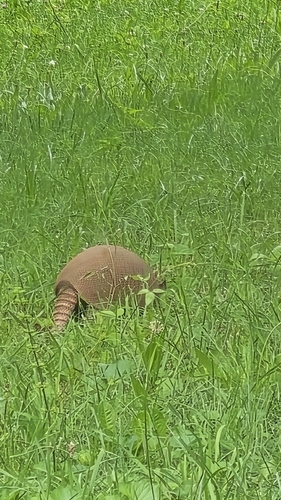 Mexican Long-nosed Armadillo