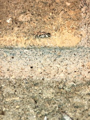 Aristotelia elegantella