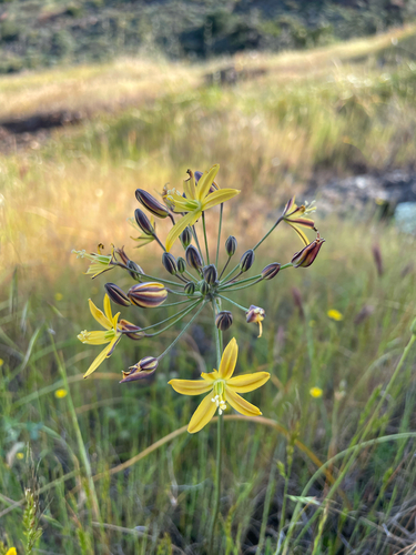 Bloomeria crocea, photograph 6
