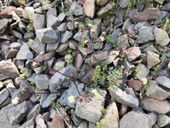 Sanicula saxatilis