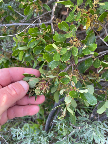 Quercus pacifica, photograph 6
