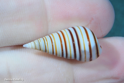 Pyramidella terebellum, 2026-06-25