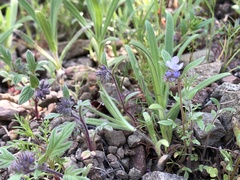 Phacelia breweri